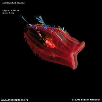 \"DEEP_unid_species2_sm.jpg\"